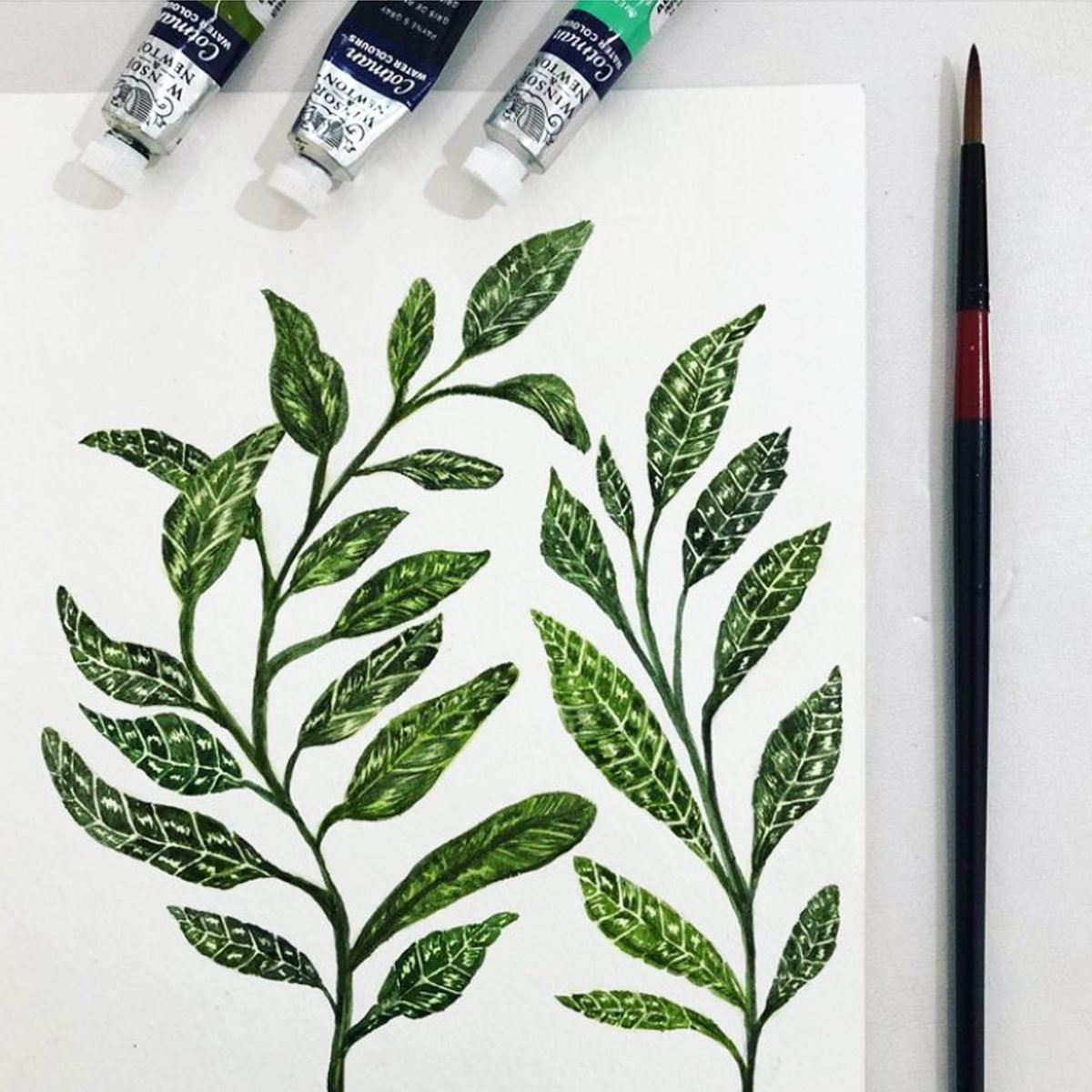 botanica__
