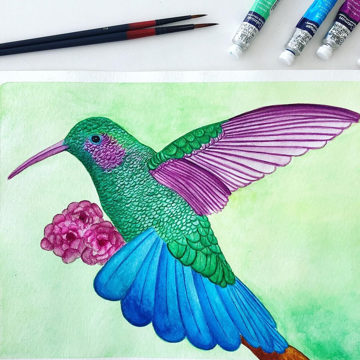 colibri acuarela